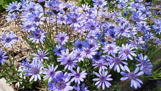 Felicia Heterophylla 25 Seeds, True Blue African Daisy Plants, Ships From USA