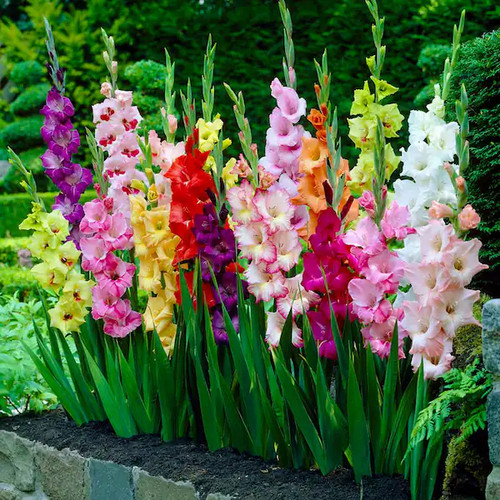 10/12cm, Gladiolus Rainbow Mix Flower Bulbs-Bag of 25