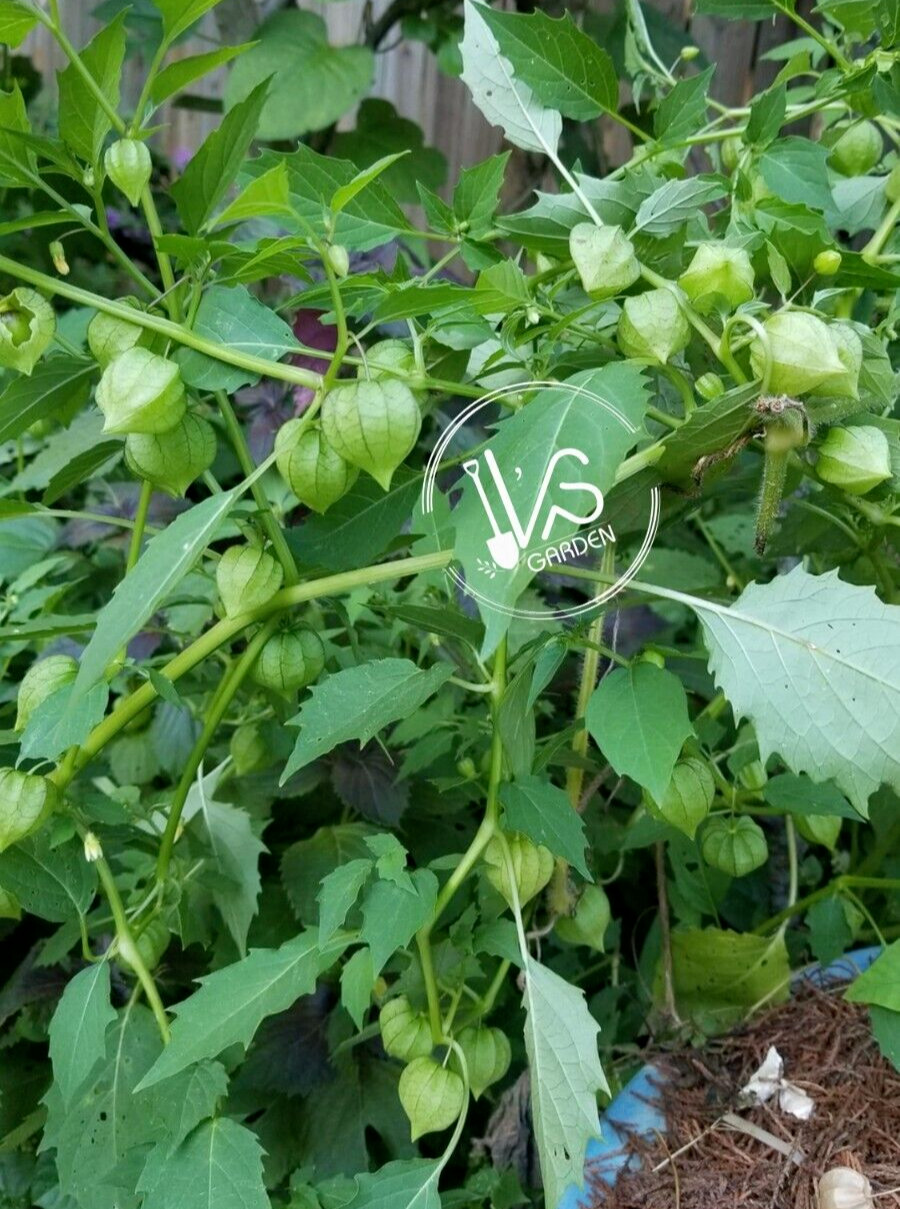 GROUND CHERRY SEEDS, PINEAPPLE CAPE GOOSEBERRY (PHYSALIS IXOCARPA), HẠT THÙ LÙ