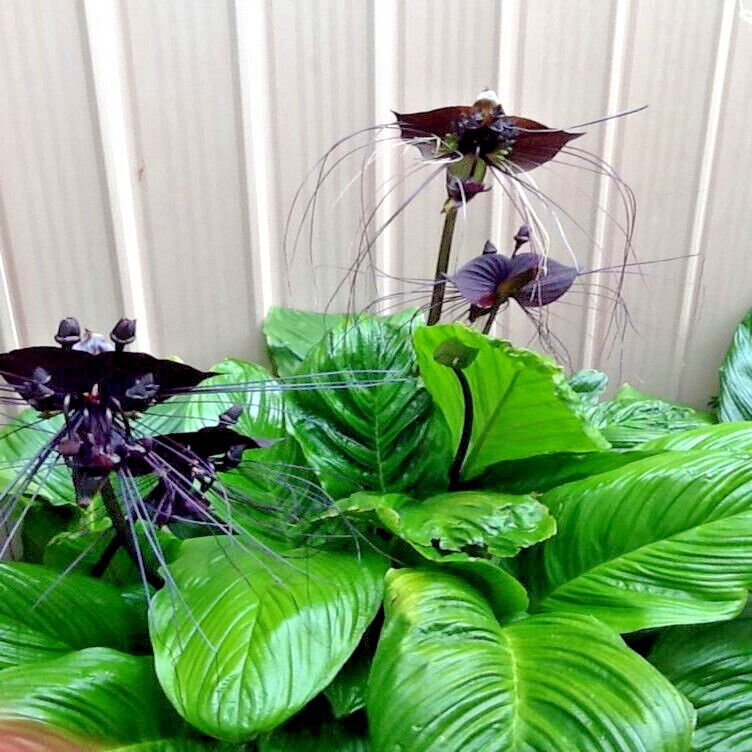 Black Bat Orchid Flower Seeds (Tacca chantrieri) RARE Tropical Garden Houseplant