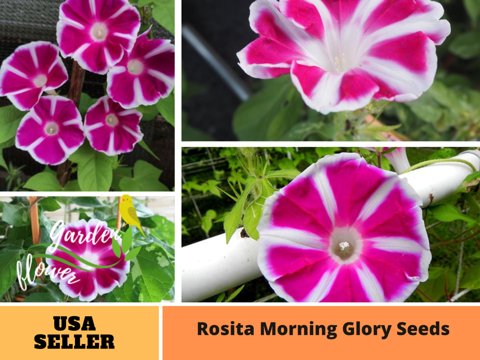 30+ Seeds| Rosita Morning Glory Seeds #F008