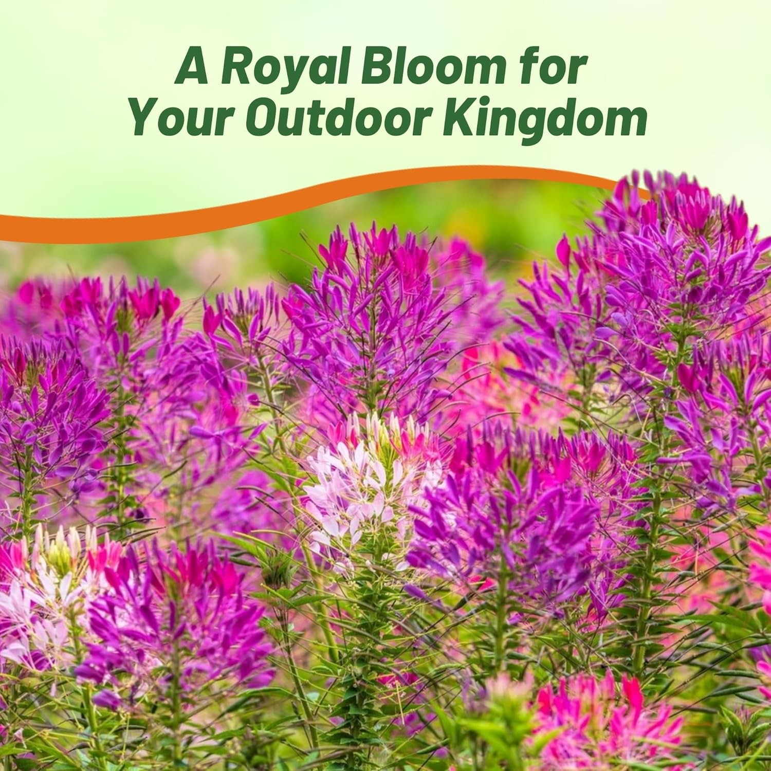 2000 Seeds Spider Flower Drought Tolerant Cleome Violet Queen Garden Flower Seed
