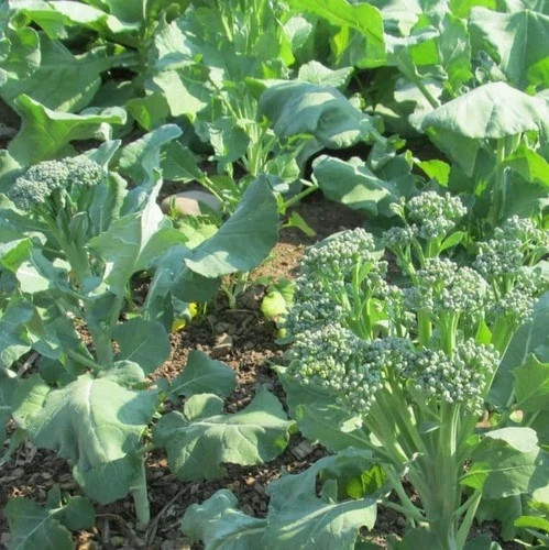 Broccoli Raab| Spring Rapini | Brassica ruvo | Heirloom non-GMO | 250ct.