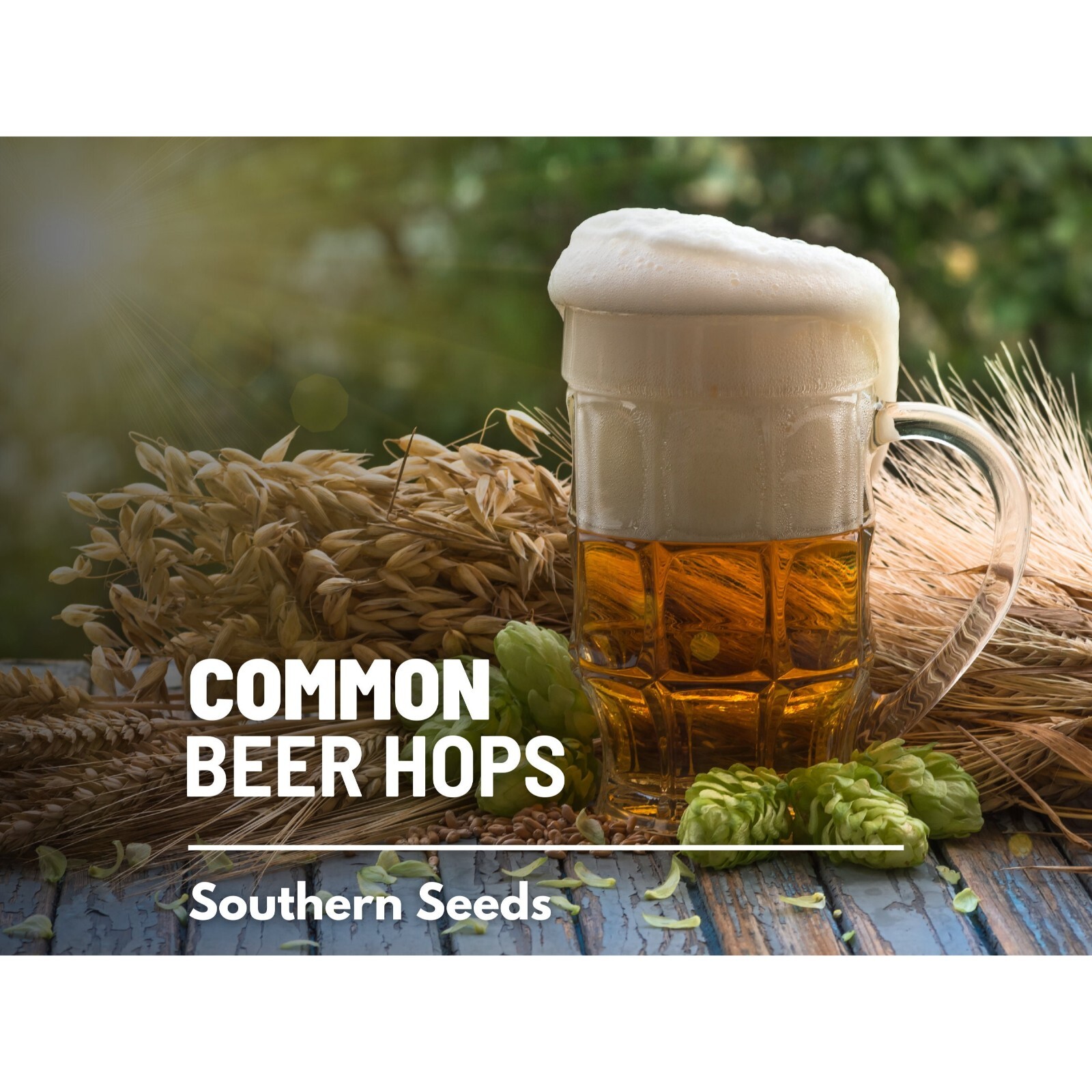 Hops, Common Beer – 20 Seeds – Heirloom Plant, Brewing Beer, Climbing Vine