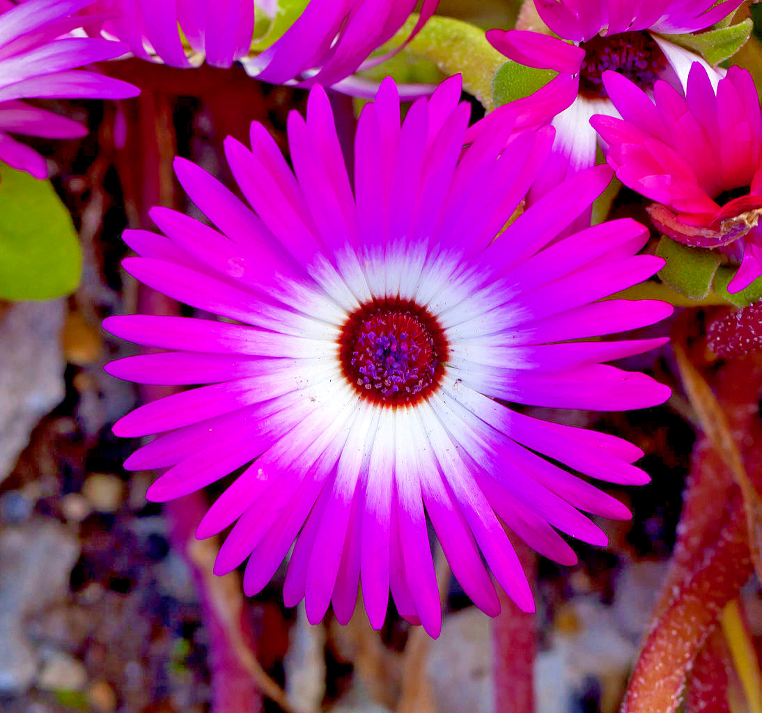 1000 ICE PLANT Seeds (Dorotheanthus bellidiformis) Annual Flowering Succulent