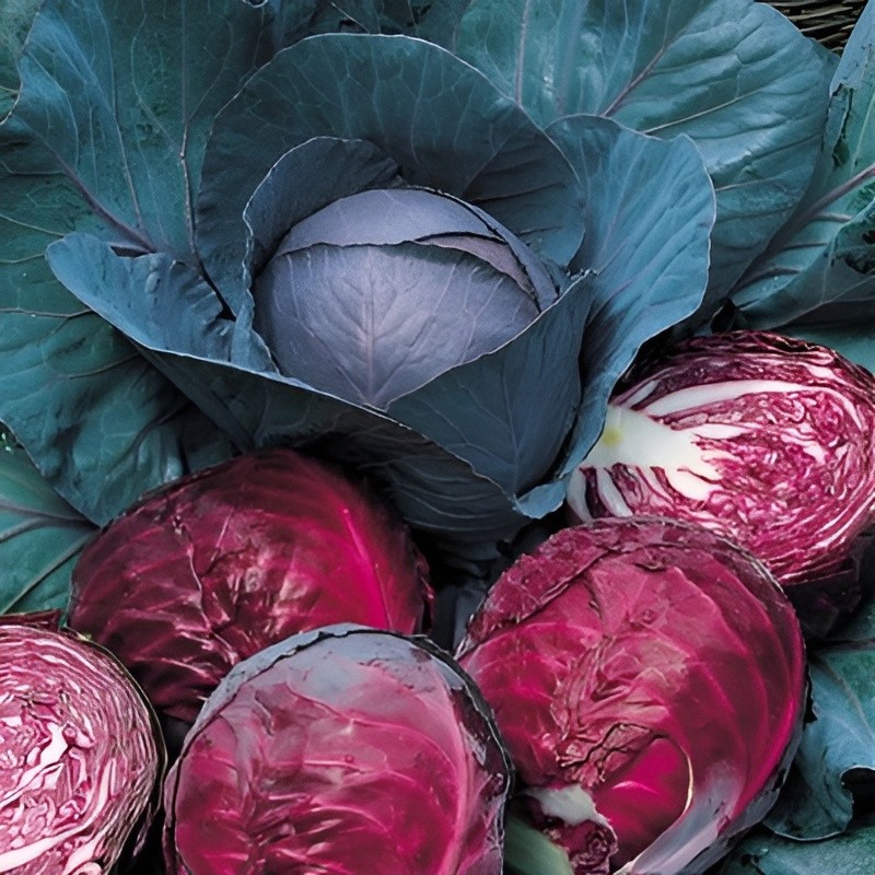 600 Heirloom Red Acre Cabbage Seeds – Classic Purple Cabbage Crisp&Tender NoNGMO
