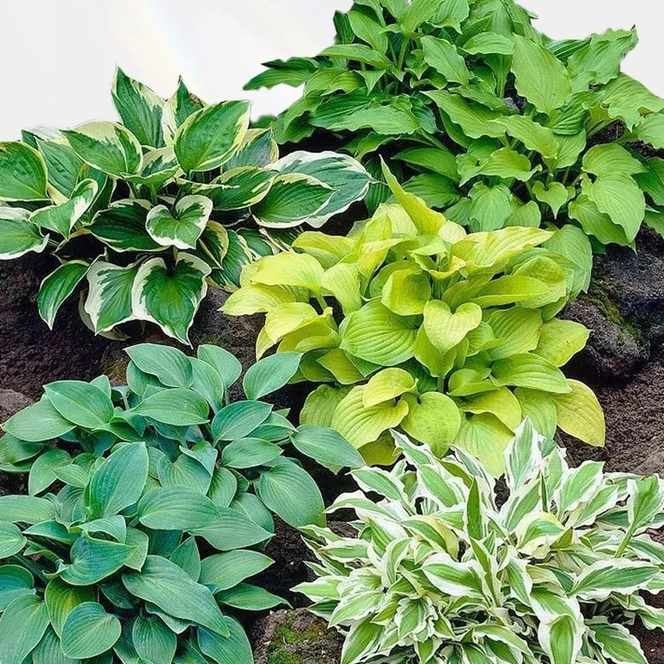 200+ Hosta Seeds for Planting, Perennial Hosta Seed, Attract Pollinators,…