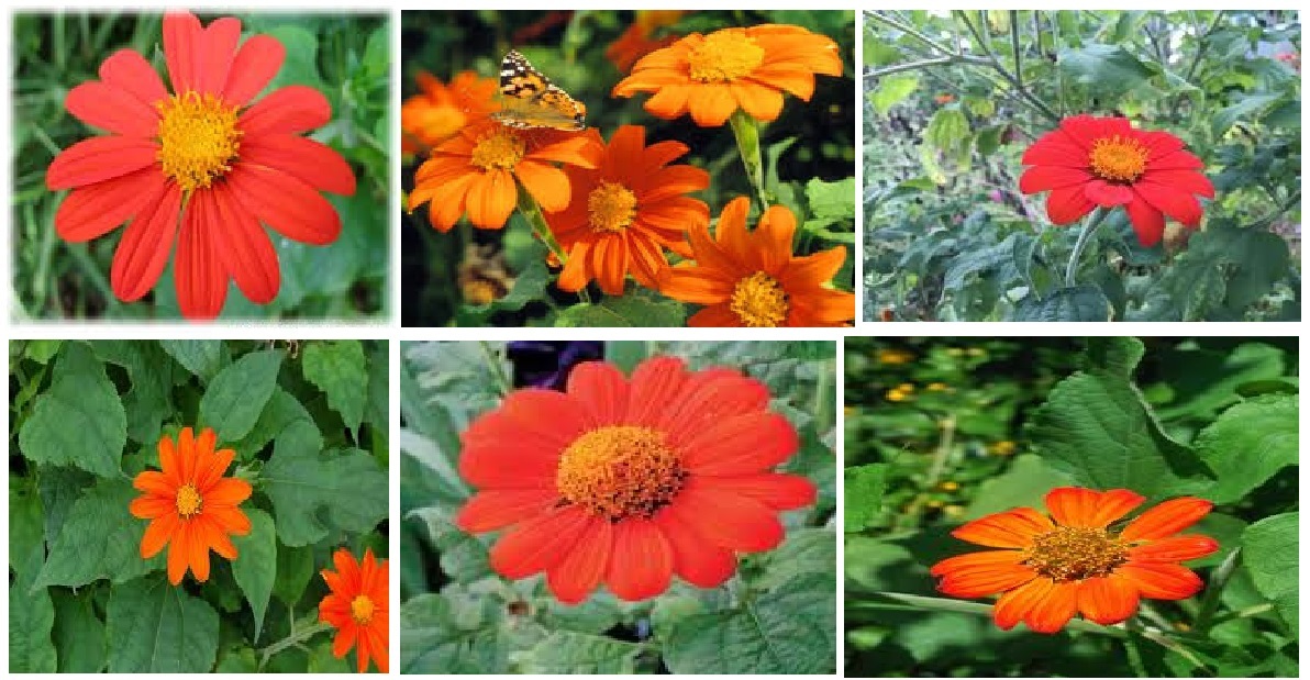 Mexican Orange Sunflowers Annual Plant 25 Seeds USA Seller
