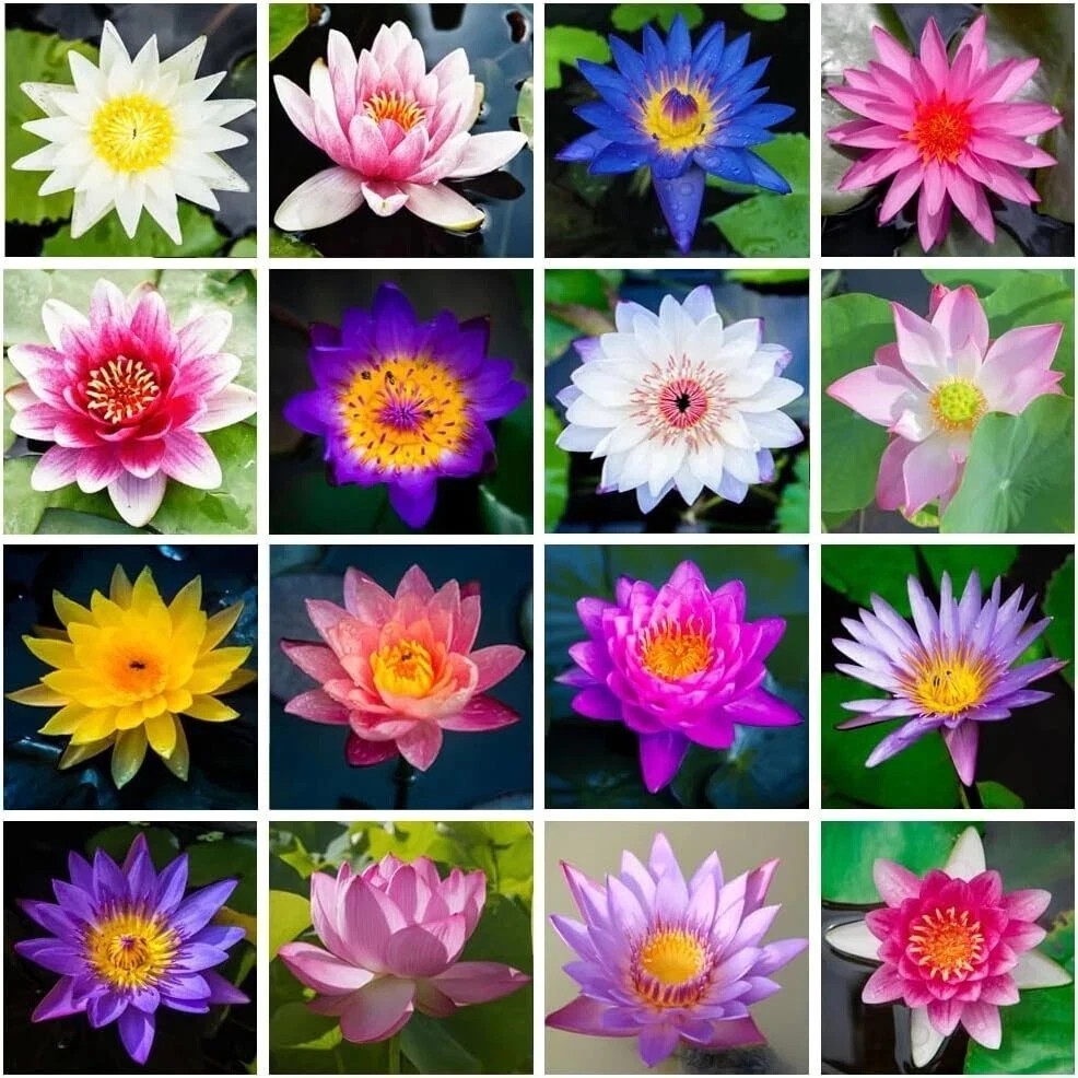 15pcs Mixed Color The Sacred Bonsai Lotus Flower Seeds Indoor Outdoor Pond