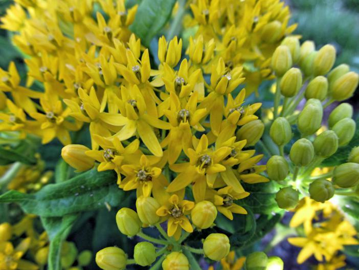 Asclepias tuberosa Hello Yellow RARE (Monarch Host Plants) 5 seeds
