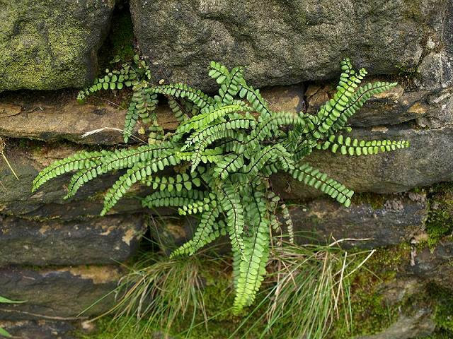 20 Maidenhair Spleenwort Fern Rhizomes/Roots, Live Plants, Asplenium trichomanes