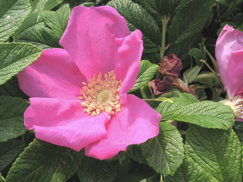 Seaside Pink Rose Fruiting Shrub {Rosa Rugosa} 30+ seeds