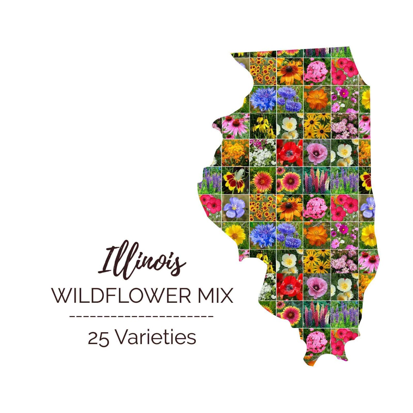 Wildflower ILLINOIS State Flower Mix Perennials & Annuals USA Non-GMO 1000 Seeds