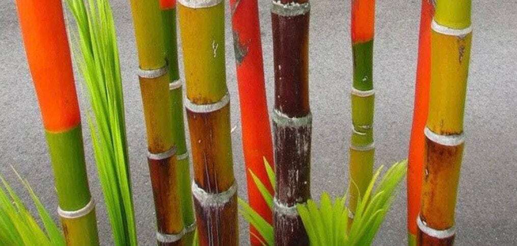 Red Bamboo Seeds ~ Fountain ~ Privacy Climbing ~ Cyrtostachys Renda Tree