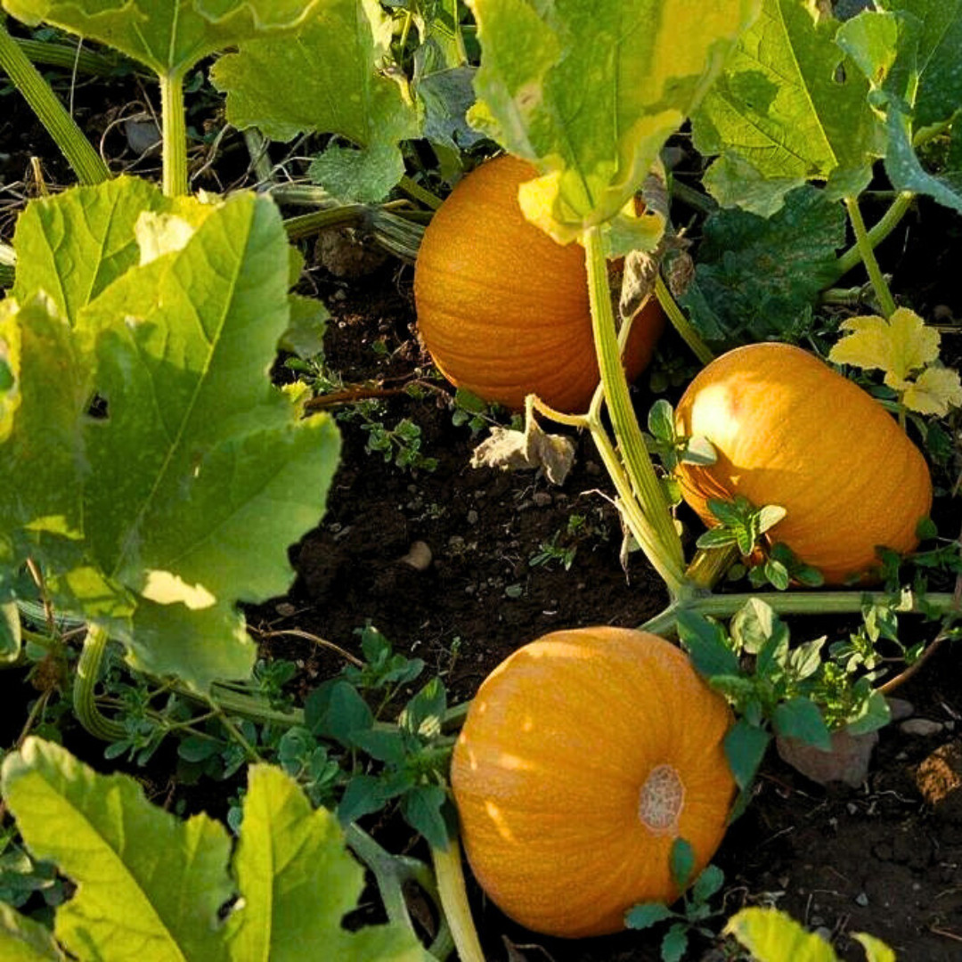 Fresh Small Sugar Pumpkin Seeds | Heirloom Non-GMO | Fresh Vegetable Seeds
