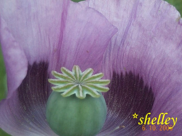Tazzy Purple Poppy Som Seeds 2000+ *Shelley aka PoppyQueen👑