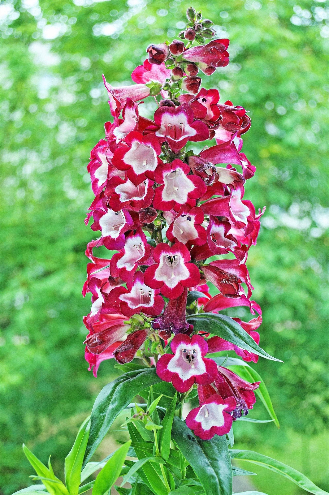 100 SENSATION MIX PENSTEMON Hartwegii Beardtongue Mixed Colors Flower Seeds