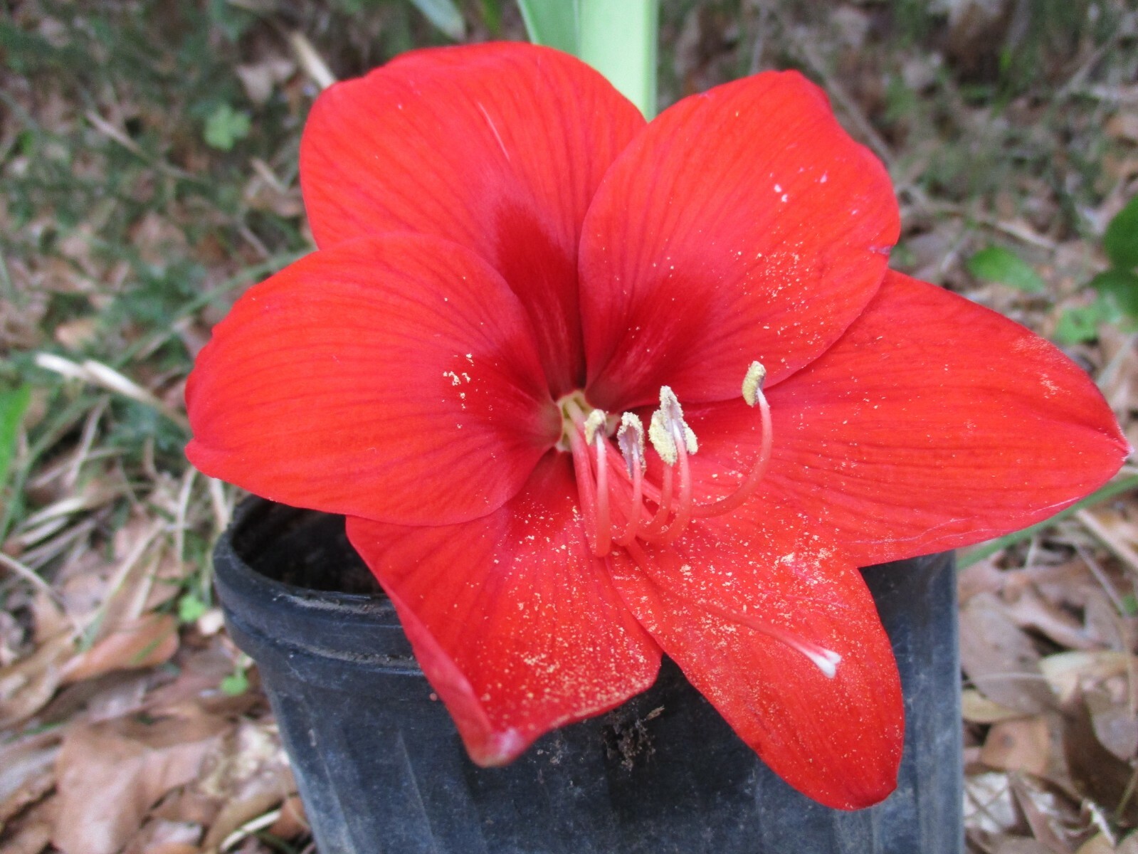 1 cross pollinated amaryllis bulb Hippeastrum Red Lion X Scarlet Baby 6-12 cm. c