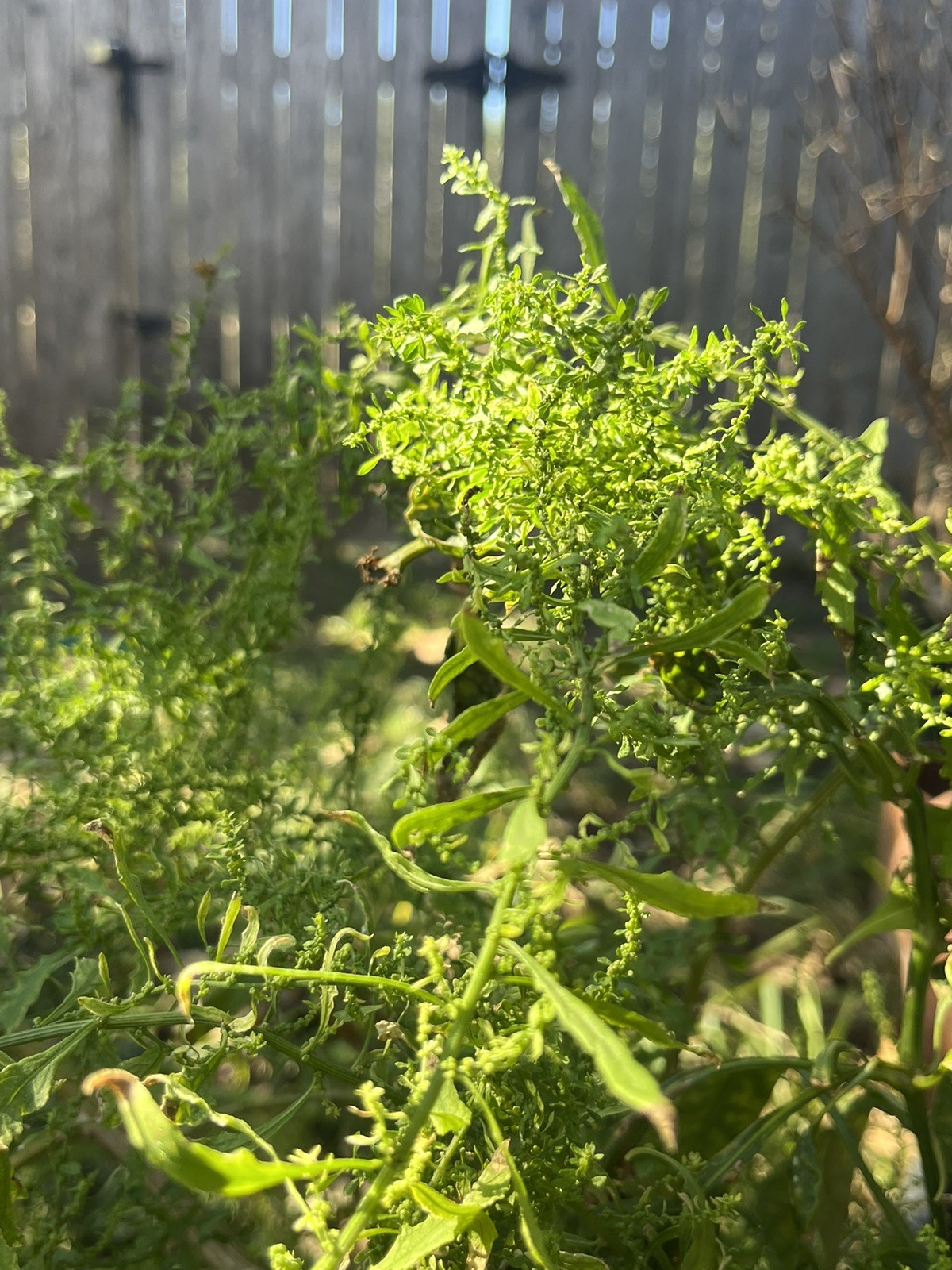 -*500 Epazote Seeds Mastruz Chenopodium Ambrosioides Mexican Herb Non-GMO 🌿