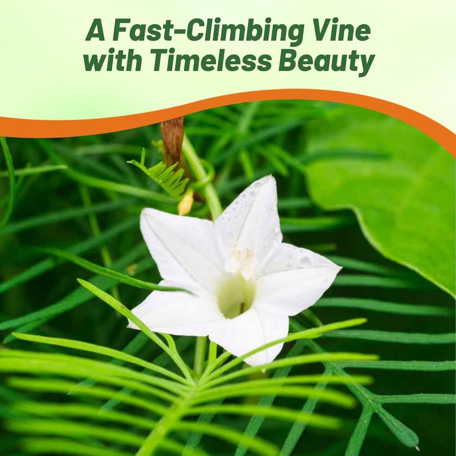 White Cypress Vine Seeds – 100 Pcs Annual Flower Seeds with Nectar-Rich, Star…
