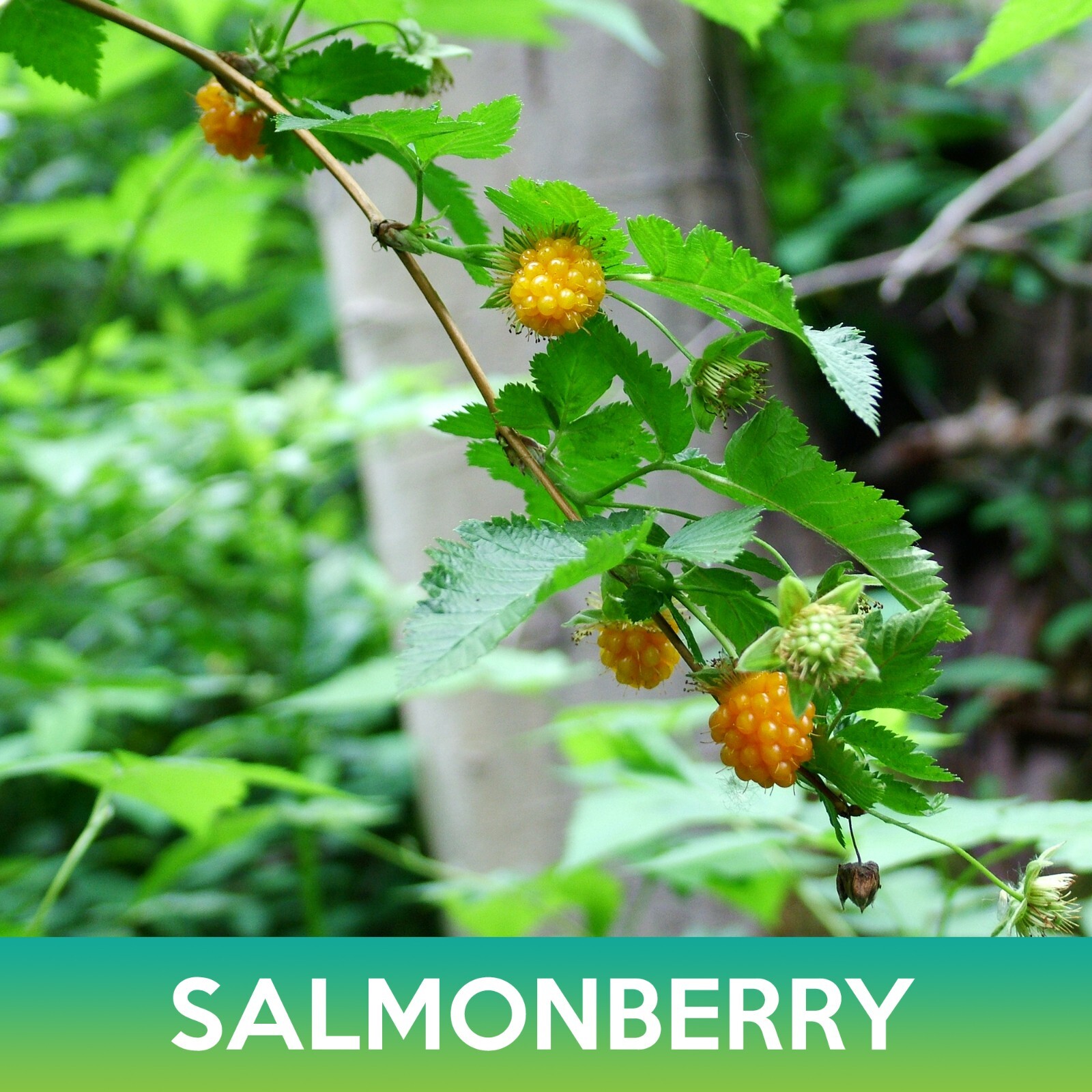Salmonberry Seeds, Rubus spectabilis