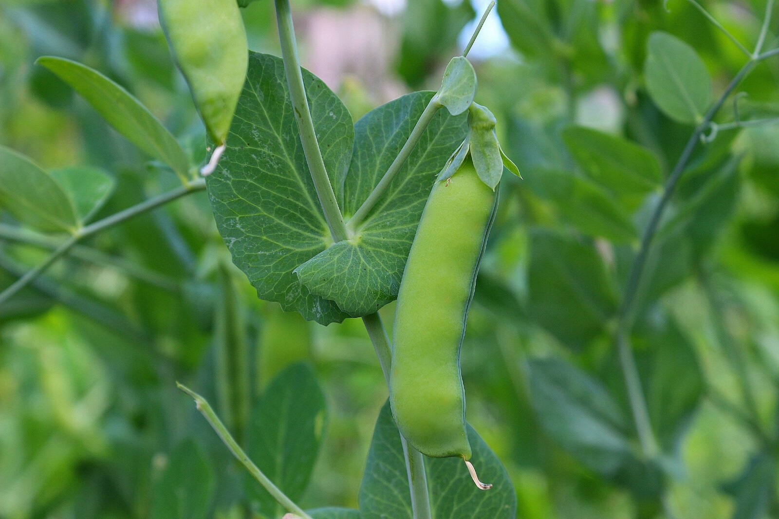 100 Seeds Dwarf Grey Sugar Snow Pea Heirloom Vegetable Seed Pack- Purple Flower