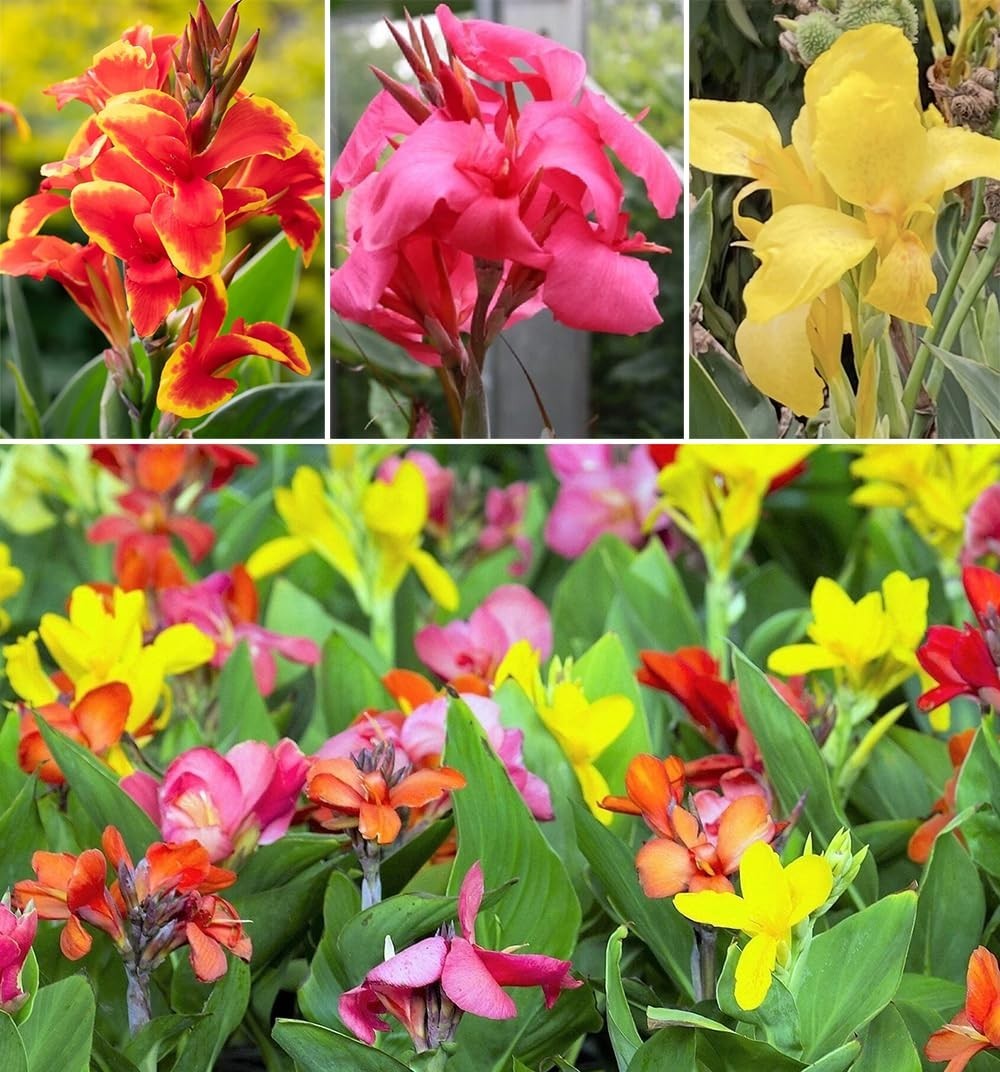 20+ Mixed Canna Lily Seeds – Tropical Perennial Flowers, Green Leaves for Garden
