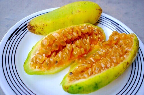 BANANA PASSION FRUIT Seeds *FREE Shipping!* Passiflora mollissima Vine 10+ SEEDS