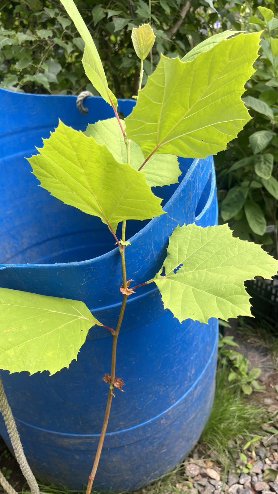 2-3 ft tall American Sycamore Tree – Platanus occidentalis 2 year old tree