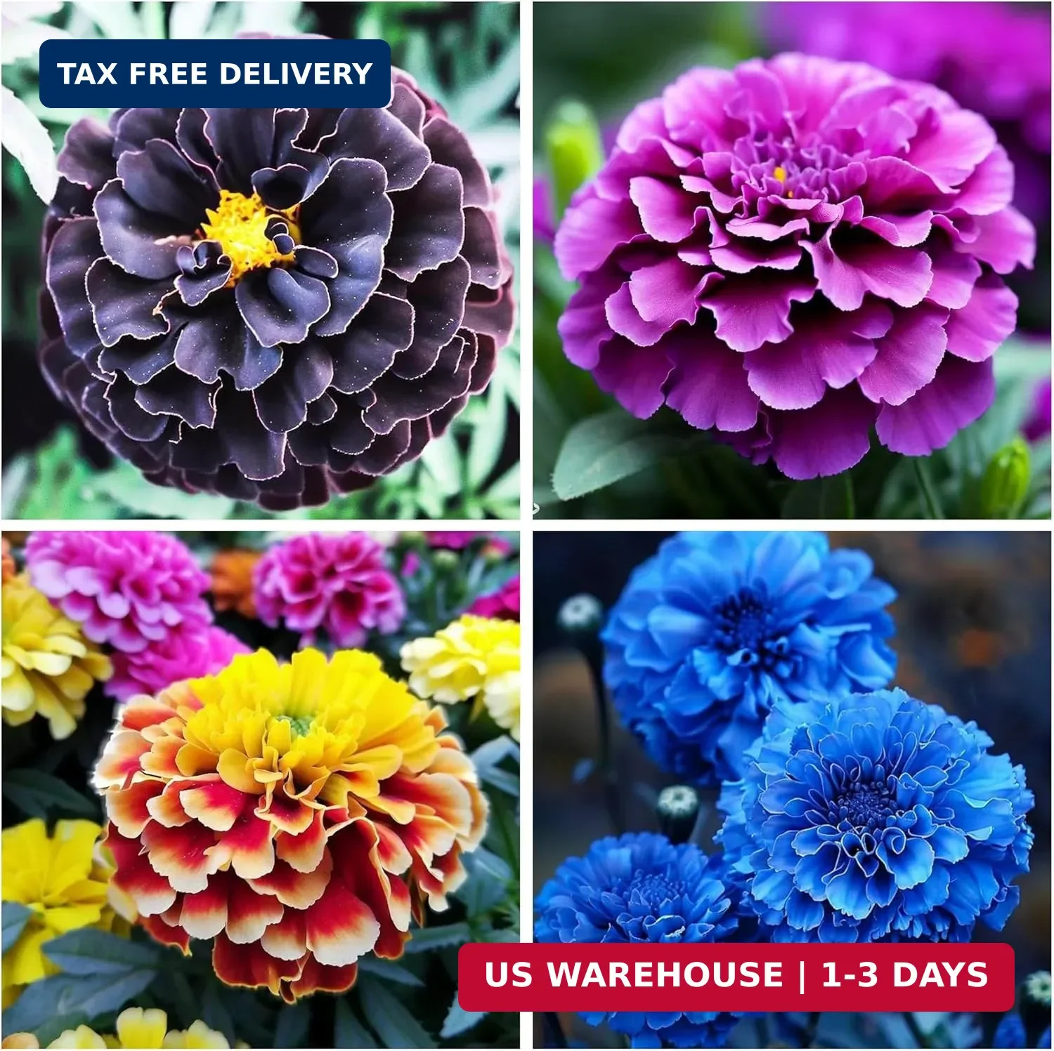 1000+ Perennial Marigold Flower Seed for Planting Outdoor-Sparky Mix Mixed
