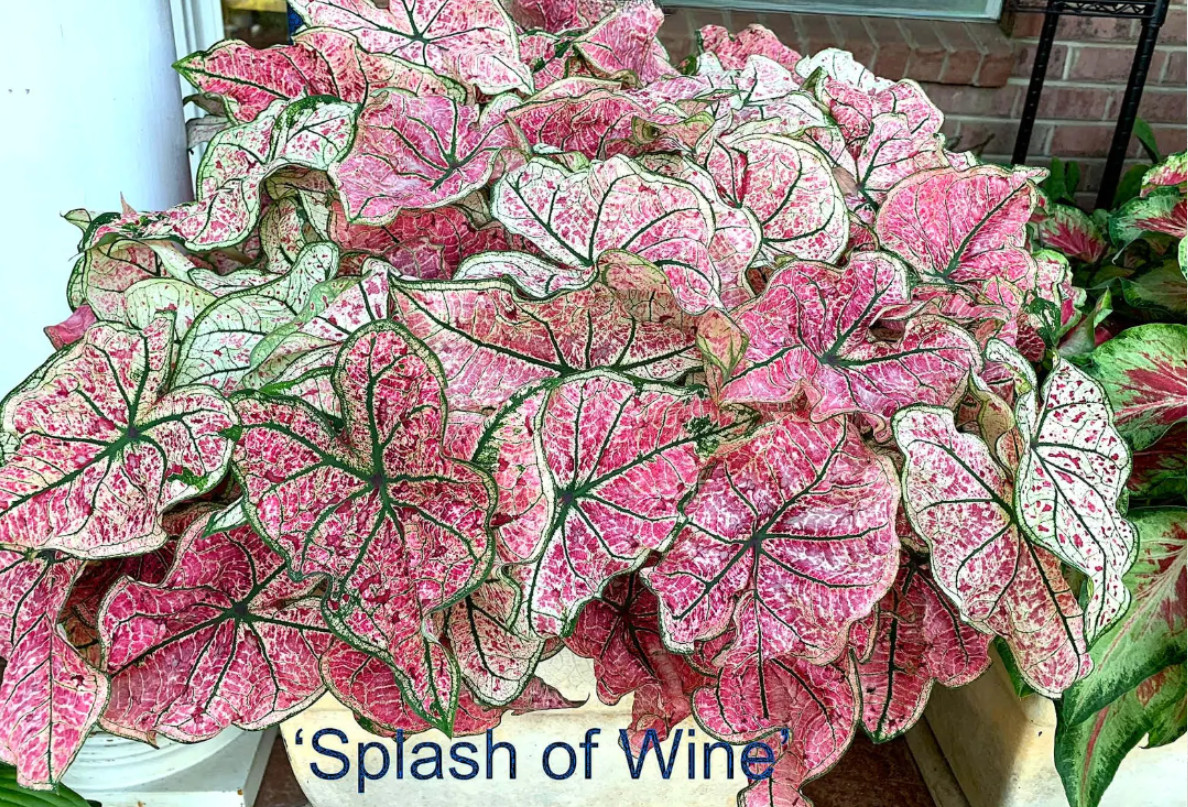 Caladium ‘Splash of Wine’ – Size #2 Bulbs (4 Bulbs, 1-1.5″) – Pink Shade Foliage