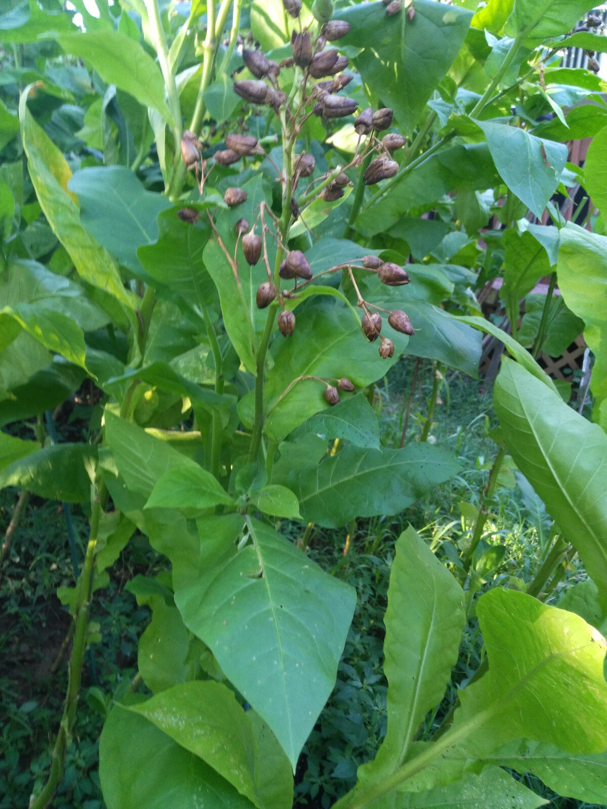 HICKORY PRIOR TOBACCO 2000+ seeds Fresh 2023 Crop Growing Instructions Included