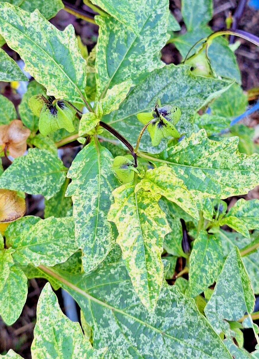 NICANDRA SPLASH OF CREAM 75 SEEDS, SHOO-FLY PLANT, NICANDRA PHSALODES VAR.