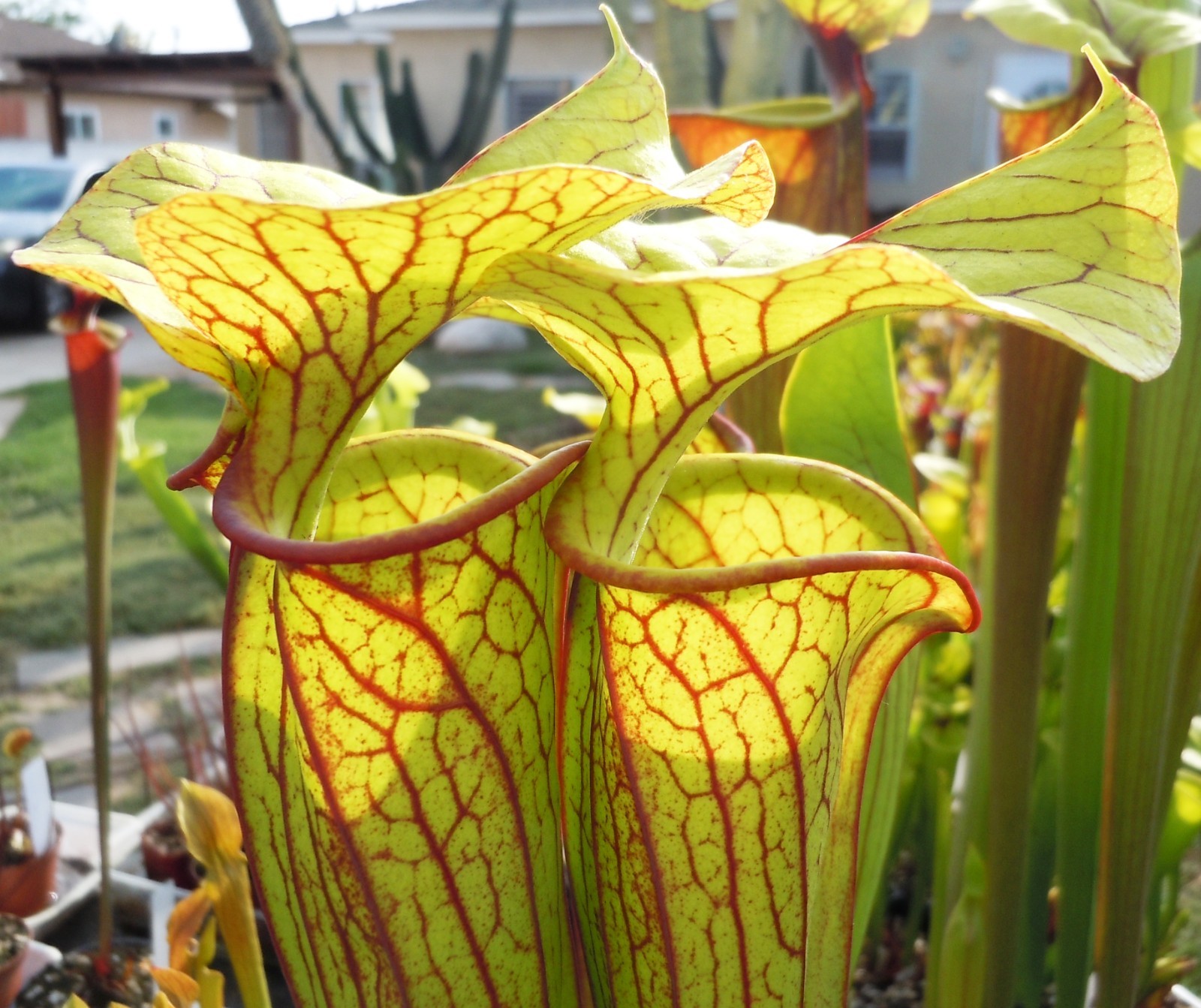 Carnivorous Plants – Sarracenia Leah Wilkerson x Flava Rubricorpora (medium)