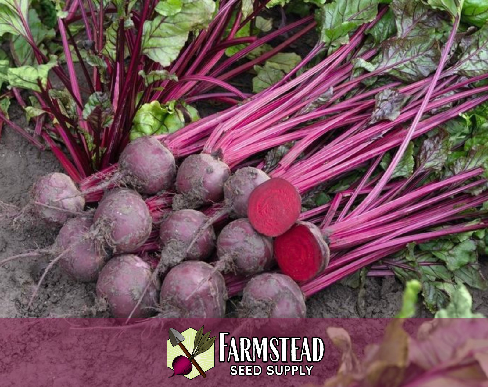 925+ Beet Seeds [Ruby Queen] Vegetable Gardening, Seed Packet, Heirloom Non-GMO