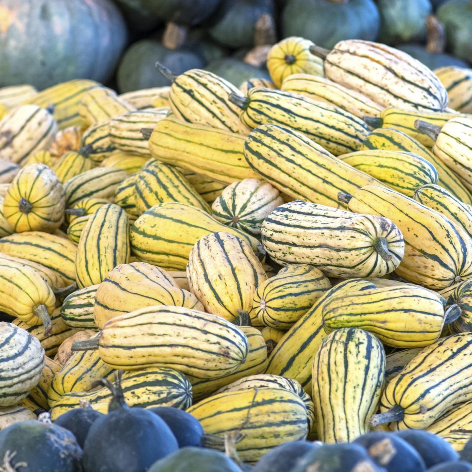 Delicata Squash – Seeds – Organic – Non Gmo – Heirloom Seeds – Vegetable Seeds