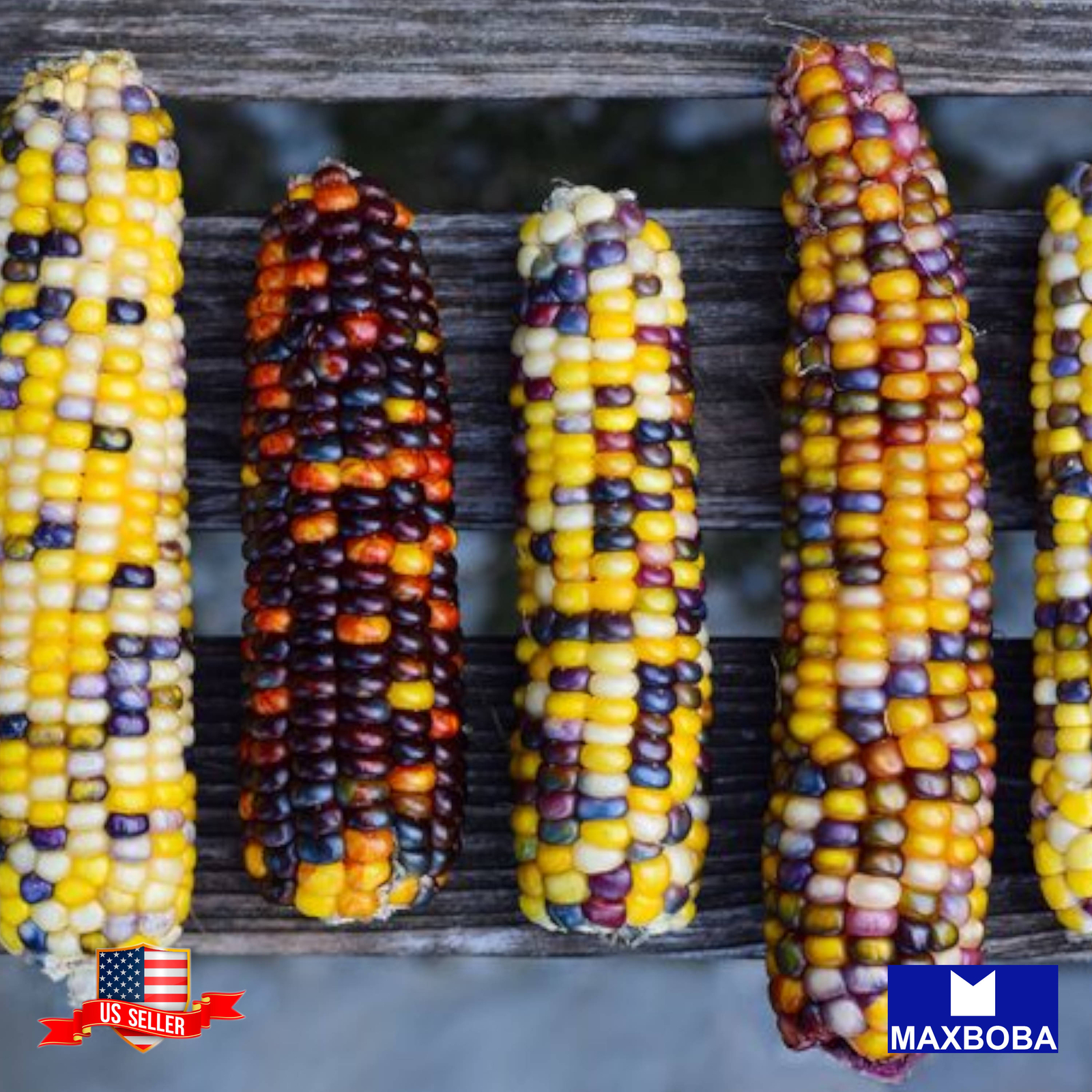 Corn Seeds – Popcorn – Rainbow Jewel Vegetable Non-GMO – Heirloom