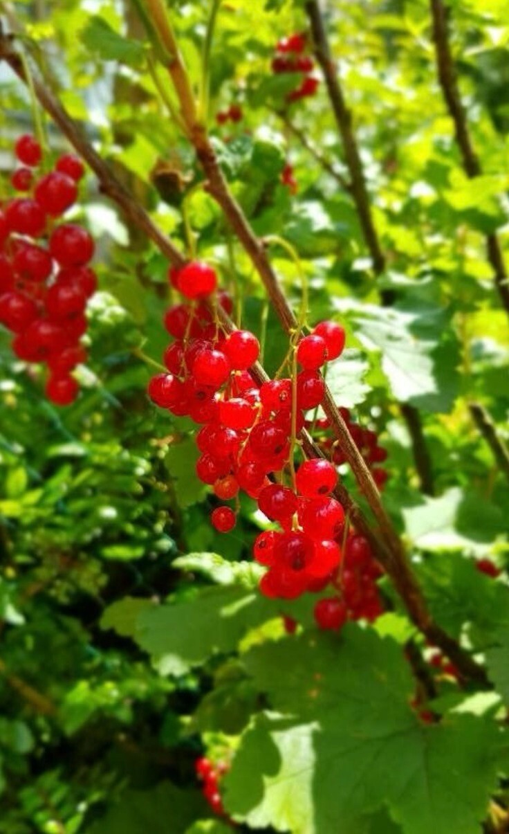 40+ Red Currant Seeds Ribes rubrum Redcurrant Seeds Fruit Plant Perennial Berry