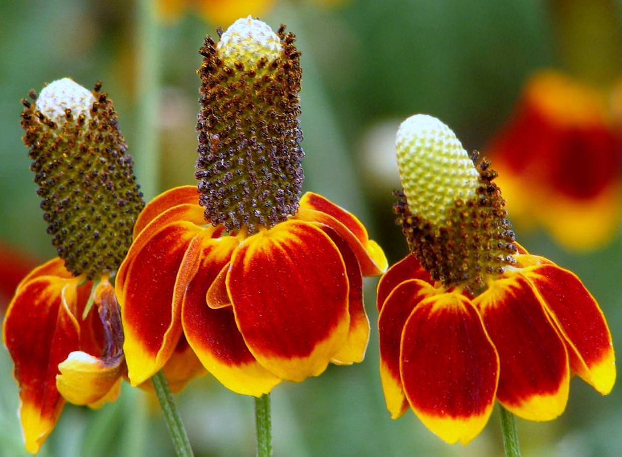 1/4 oz Mexican Hat Seeds, Heirloom Daisy Seeds, Bulk Wildflower Seeds 13,000ct