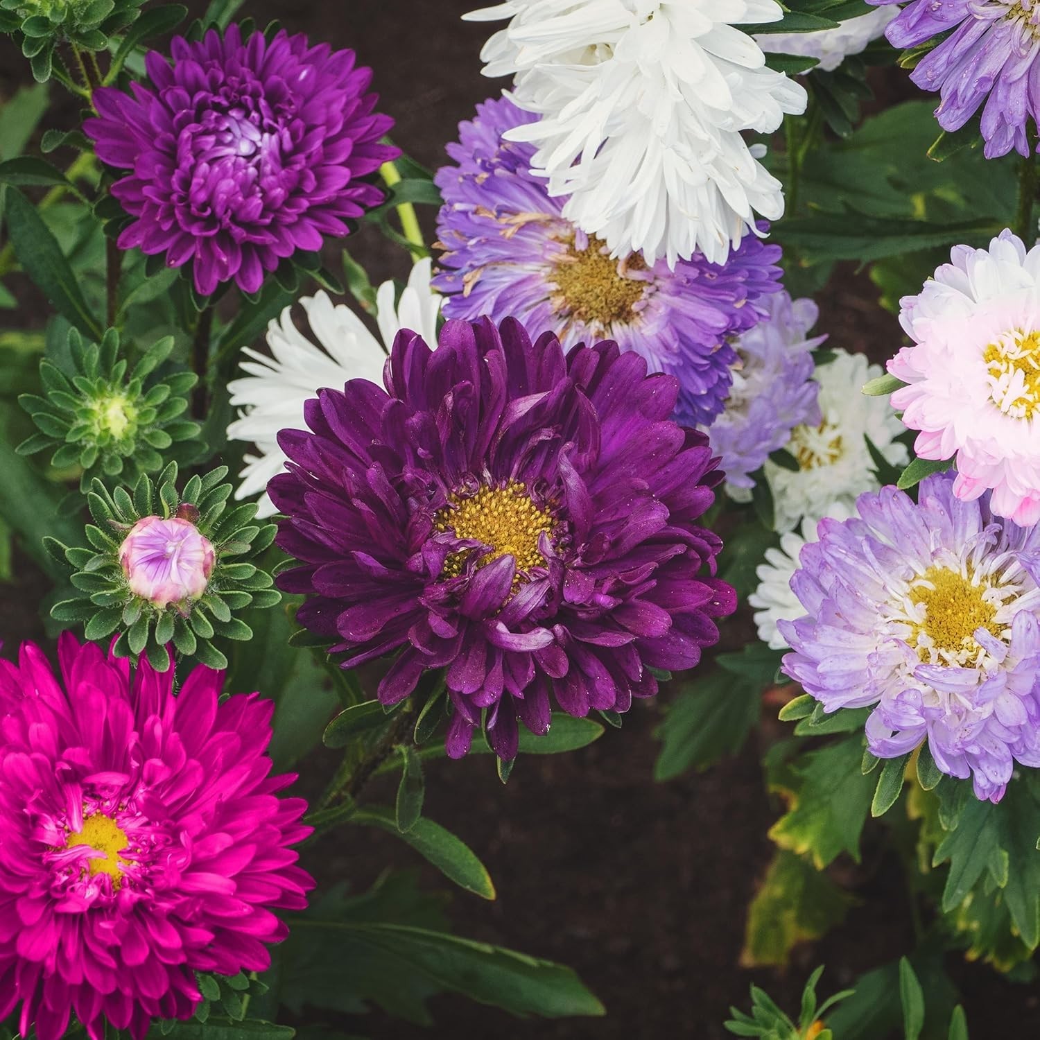 Aster Seeds Powderpuff Mix – 360 Non-GMO Flower Seeds for Vibrant Blooms