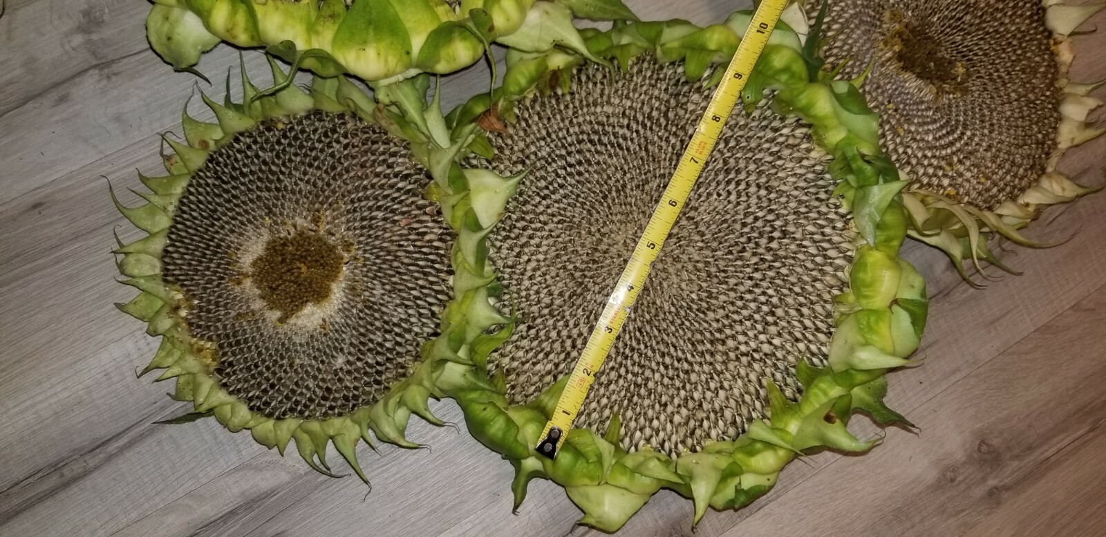 500 !!! Sunflower Seeds mix American Giant, Mammoth, Mongolian Giant, Arikara