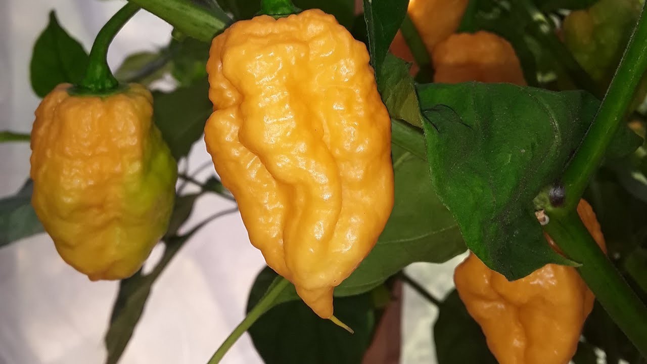 TS Tangerine Hot Pepper Seeds. 10 Seeds per order Free Shipping!