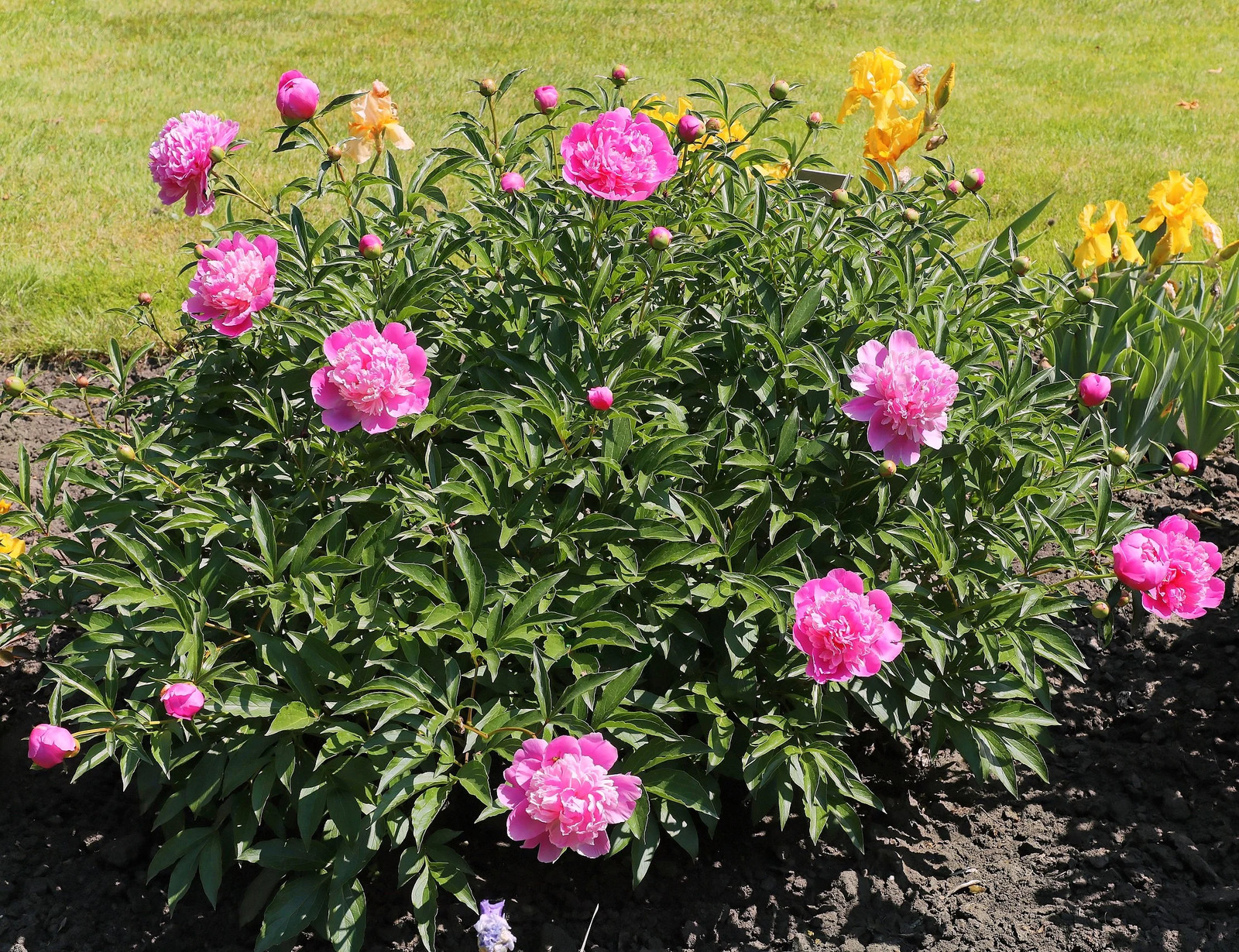 Chinese Peony Seeds – For 2026 Planting Paeonia Lactiflora Mudan Hua Bai Shao