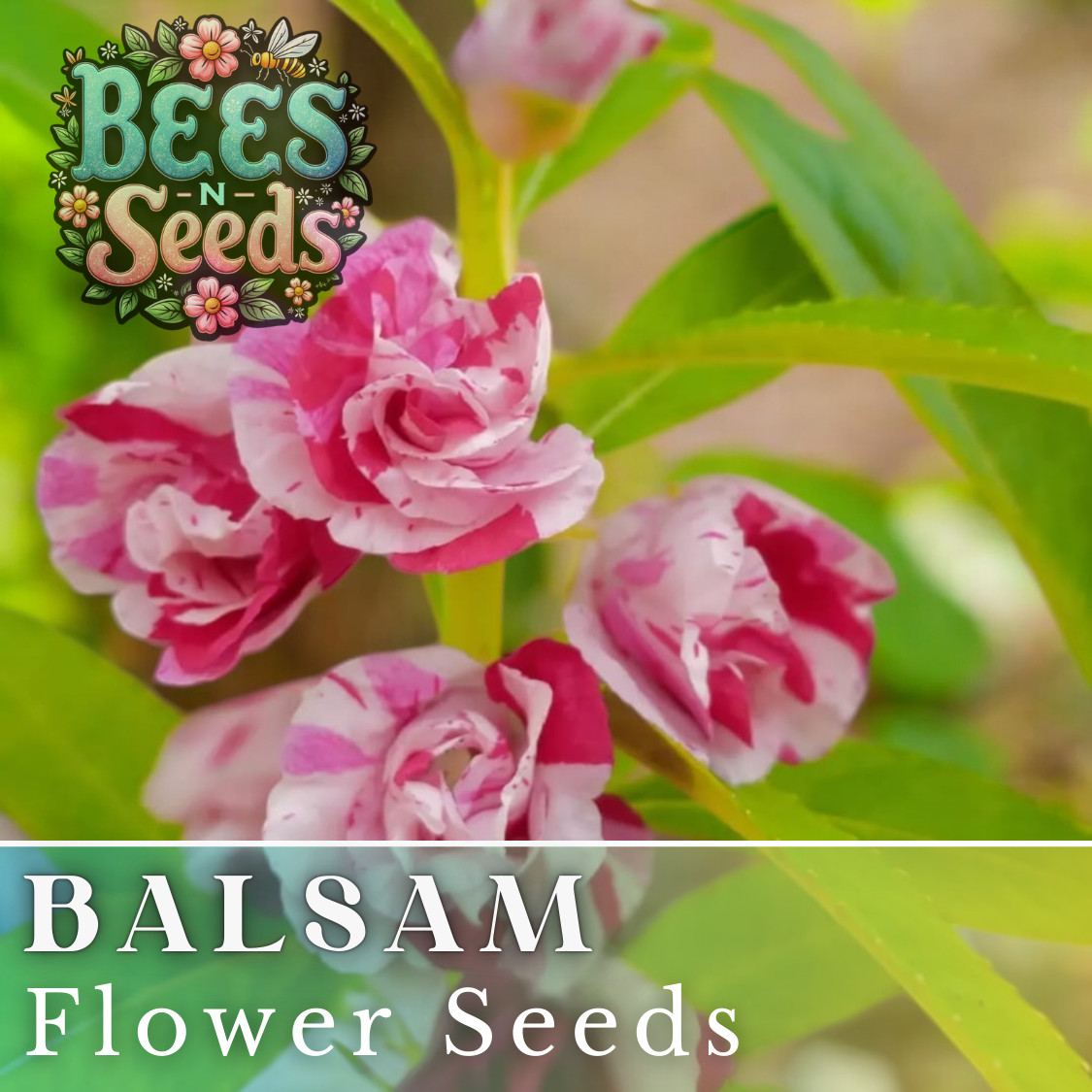 Balsam Seeds 75 Seeds Flower Seeds, Impatiens, Balsamina, Garden Patio Container
