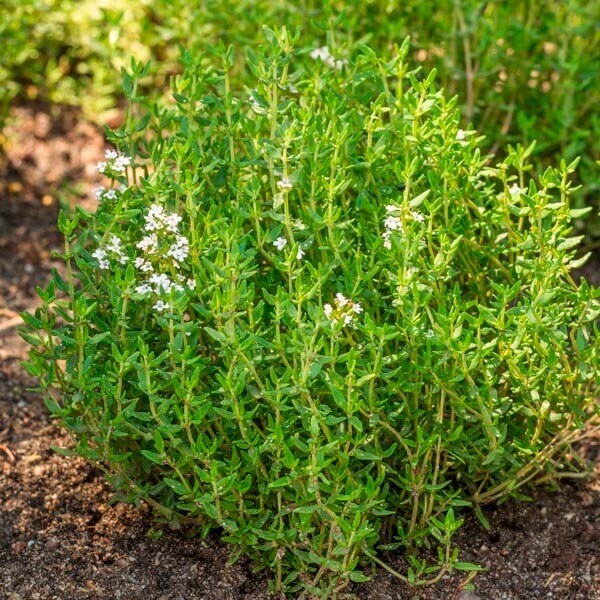French Winter Thyme Seeds 500+ Garden Seeds Heirloom Non – GMO Perennial
