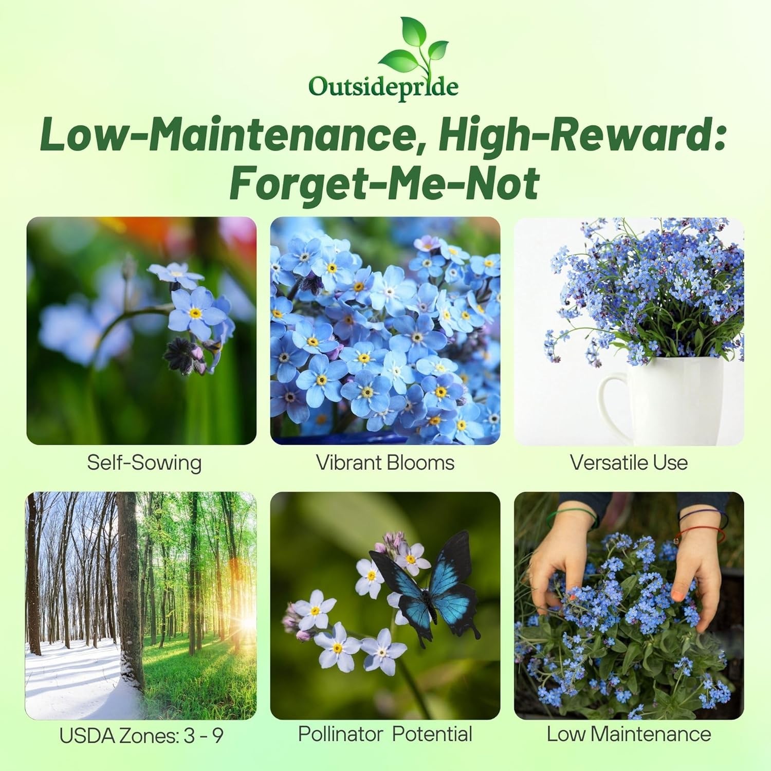 5000 Seeds Sky Blue Forget Me Not Seed For Planting – Myosotis Sylvatica