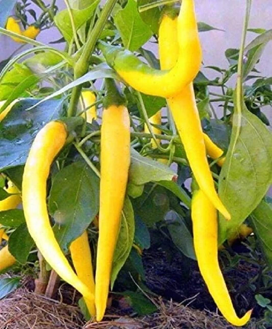 30+ SEEDS ORGANIC GOLDEN CAYENNE PEPPER FRESH SEEDS, USA
