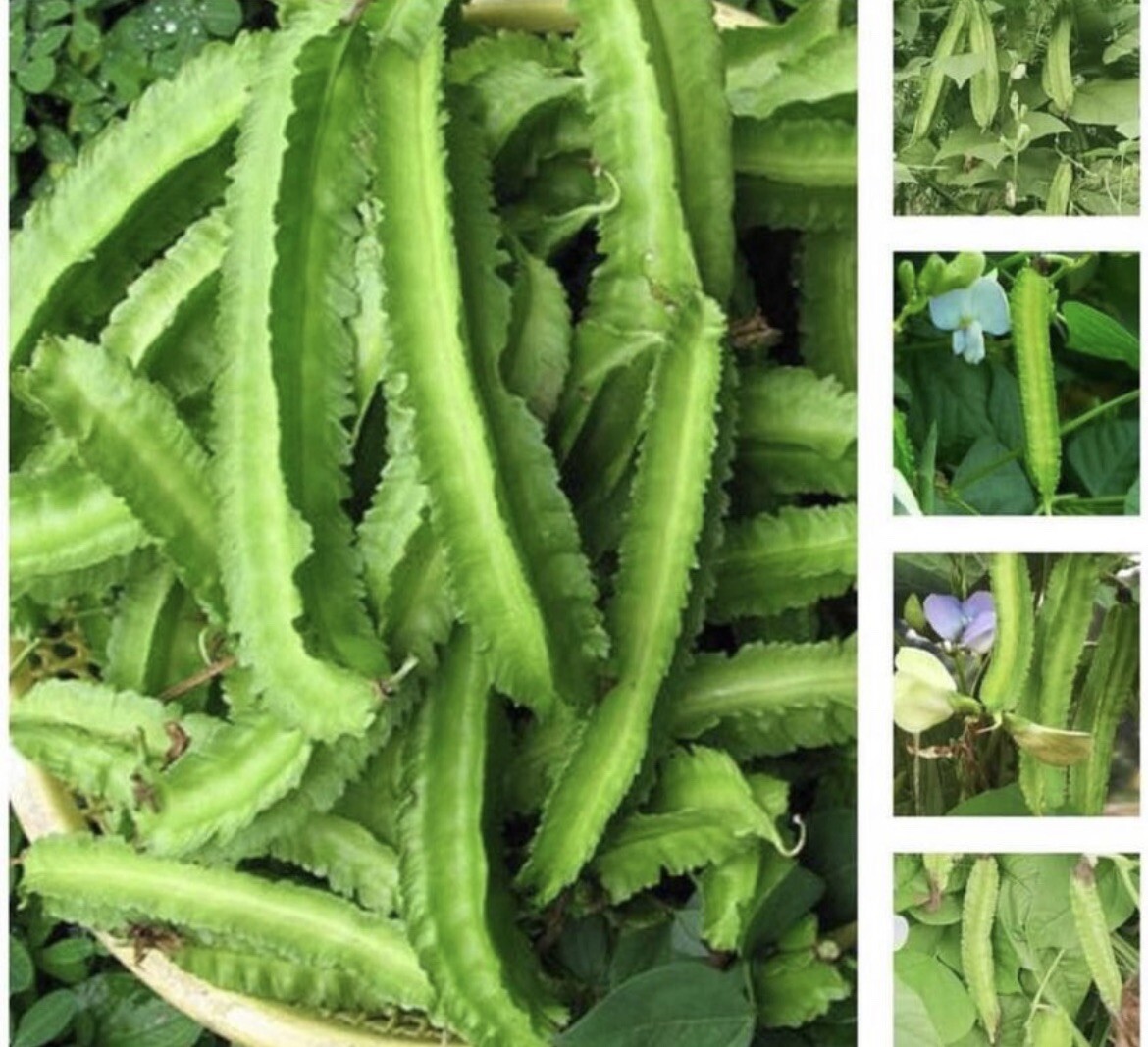 Set of 25 Variety Asian Vegetable Seeds. Pls.Check Description For Complete List
