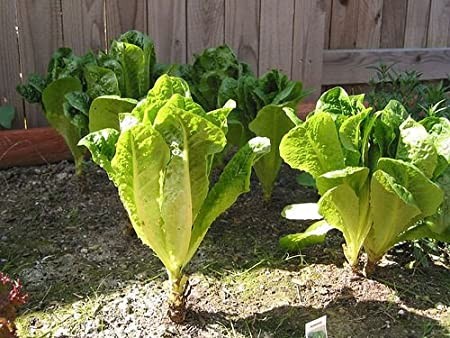 Parris Island Romaine Lettuce Seeds | Cos Green Leaf Seed Garden Vegetable 2024
