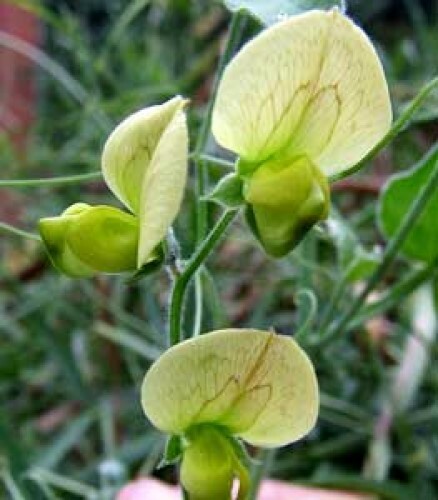 Lathyrus chloranthus Acid Yellow 5 seeds
